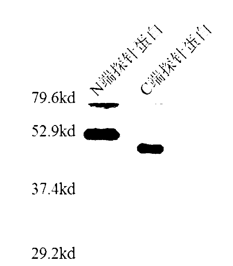 Metastasis suppressor1 protein dimerization fluorescent probes and application thereof