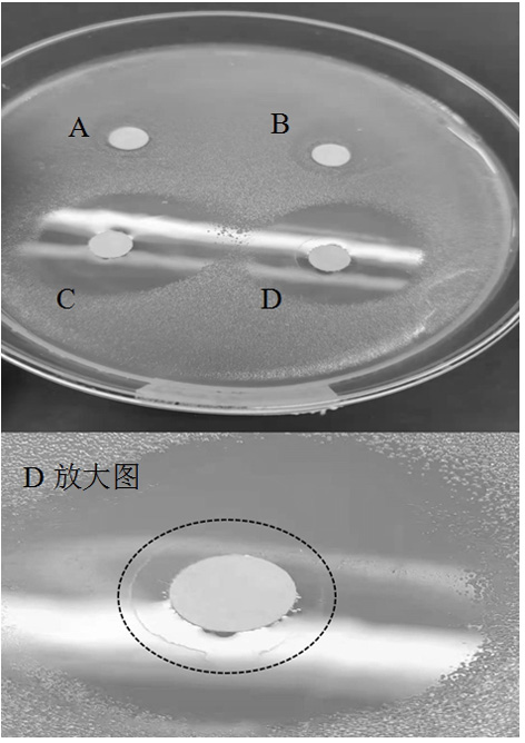 A kind of preparation method of borneol-triclosan compound antibacterial agent