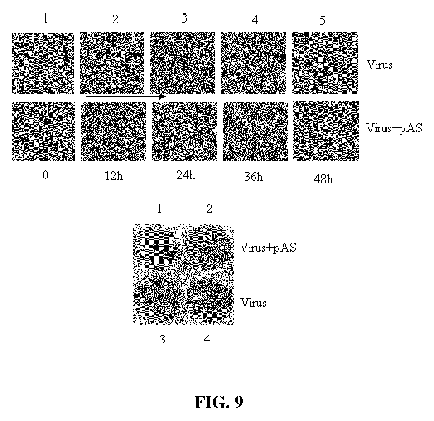 Double-effective vaccine vector against foot-and-mouth disease virus (FMDV), methods of preparing and using the same