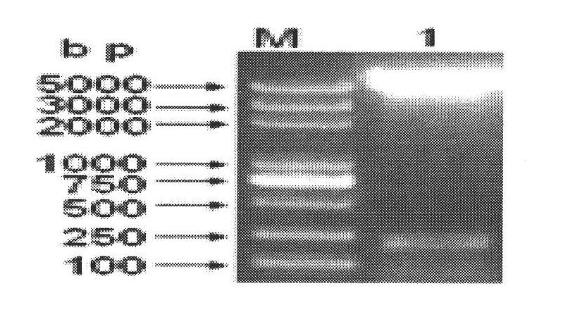 Xinjiang hemorrhagic fever virus nucleoprotein antigen gene as well as recombinant protein and application thereof