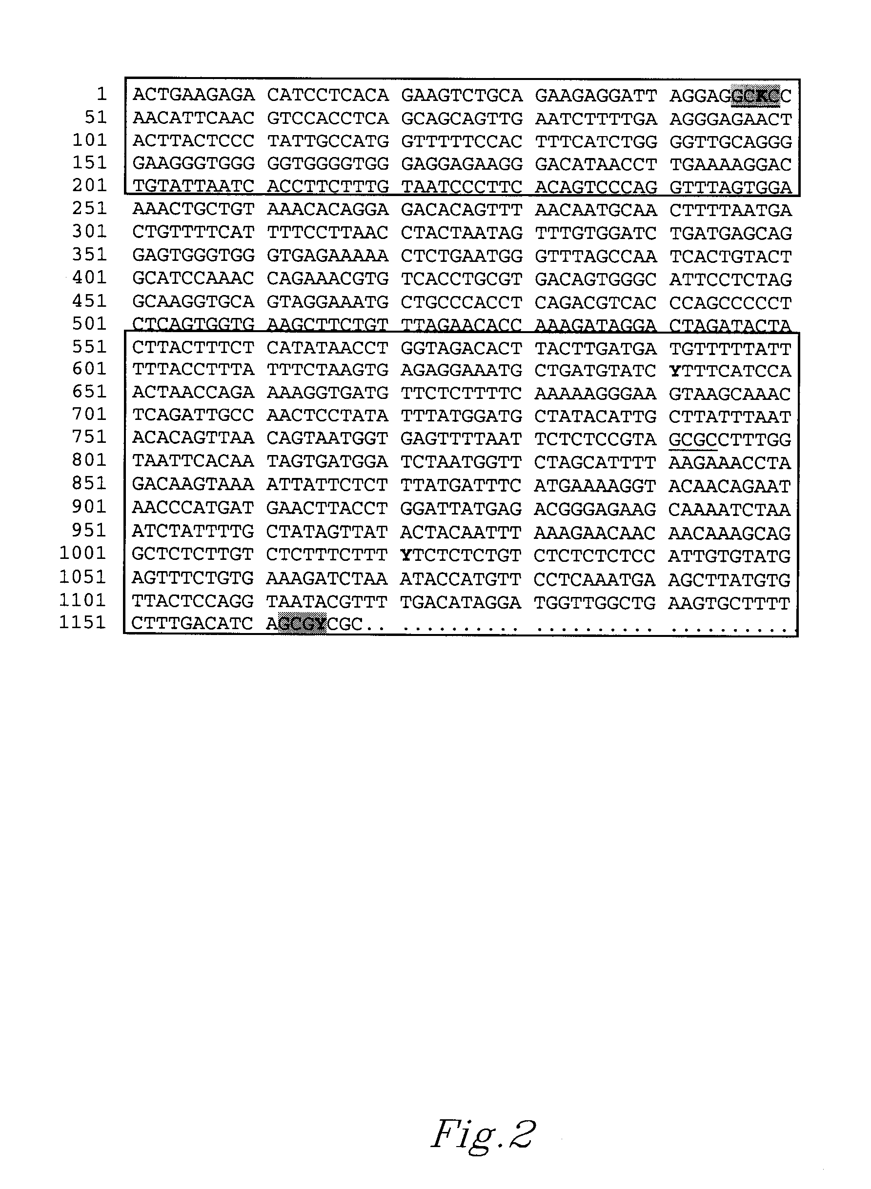 HMGA alleles and use of the same as genetic markers for growth, fatness, meat quality, and feed efficiency traits