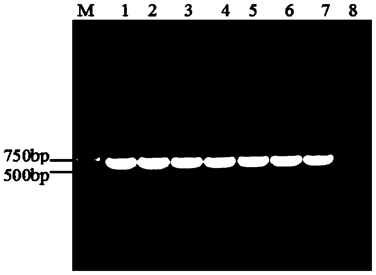 Rice black-streaked dwarf virus RNAi multivalent target gene sequence and application