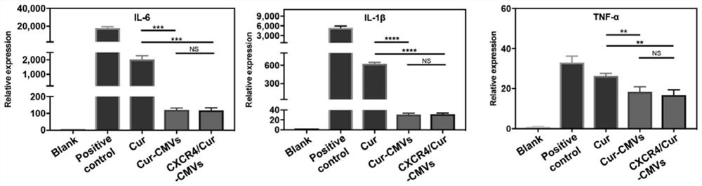 Cell membrane microvesicles targeting inflammation region and application of cell membrane microvesicles