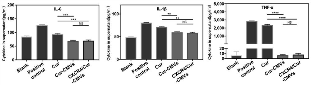 Cell membrane microvesicles targeting inflammation region and application of cell membrane microvesicles