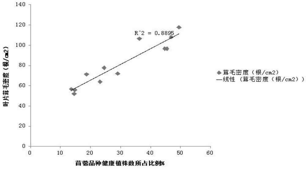 Method for identifying and evaluating aphid resistance grades of alfalfa varieties