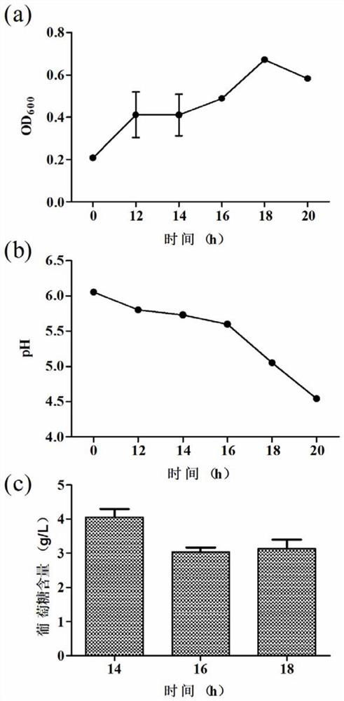 A medium for screening nitrogen sources suitable for the proliferation of bifidobacteria