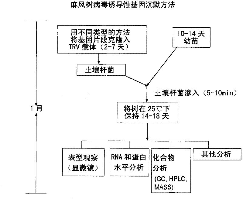 Functional Analysis of Jatropha Genes