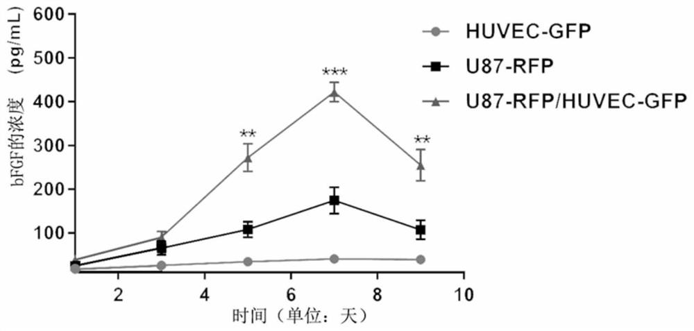 Tumor angiogenesis model and its preparation method and application