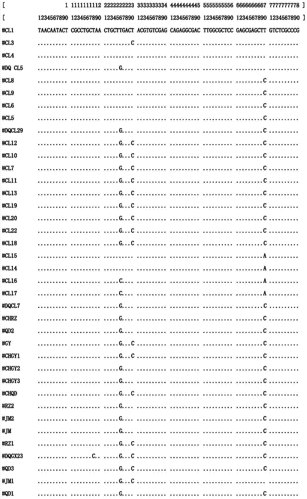 Method for rapidly identifying coelomactra antiquate colony by rDNA ITS2 (recombinant Deoxyribose Nucleic Acid Internal Transcribed Spacer) sequence tag