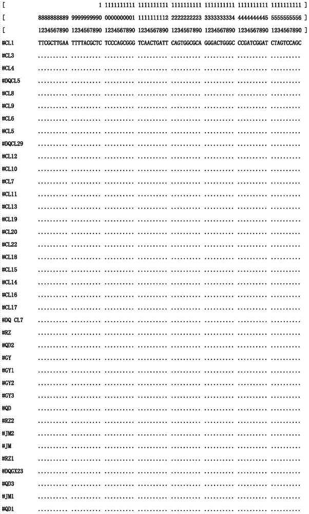 Method for rapidly identifying coelomactra antiquate colony by rDNA ITS2 (recombinant Deoxyribose Nucleic Acid Internal Transcribed Spacer) sequence tag