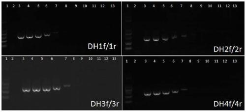 Detection primer of Thecaphana schwarzmania, detection method and application thereof