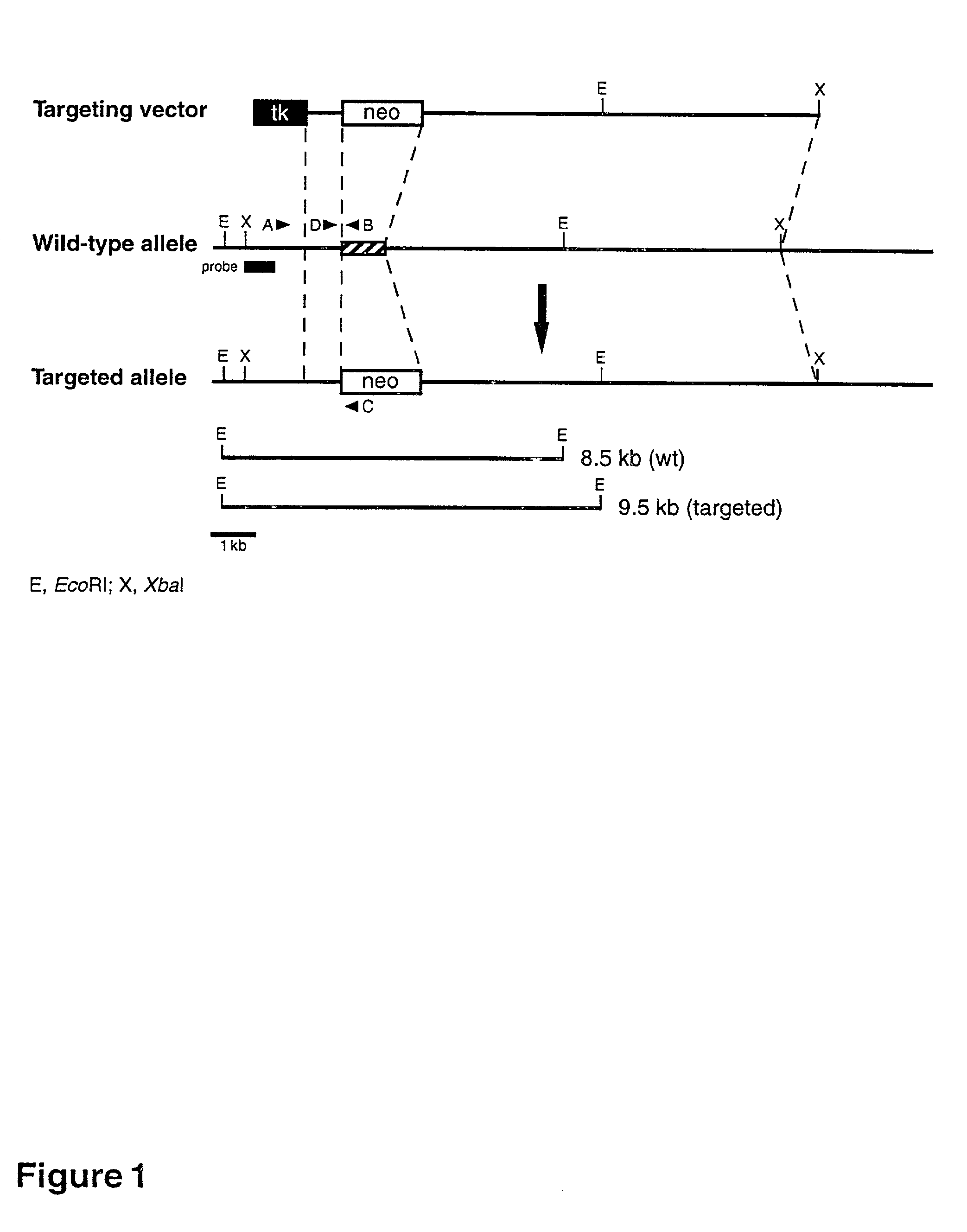 Diacylglycerol O-acyltransferase