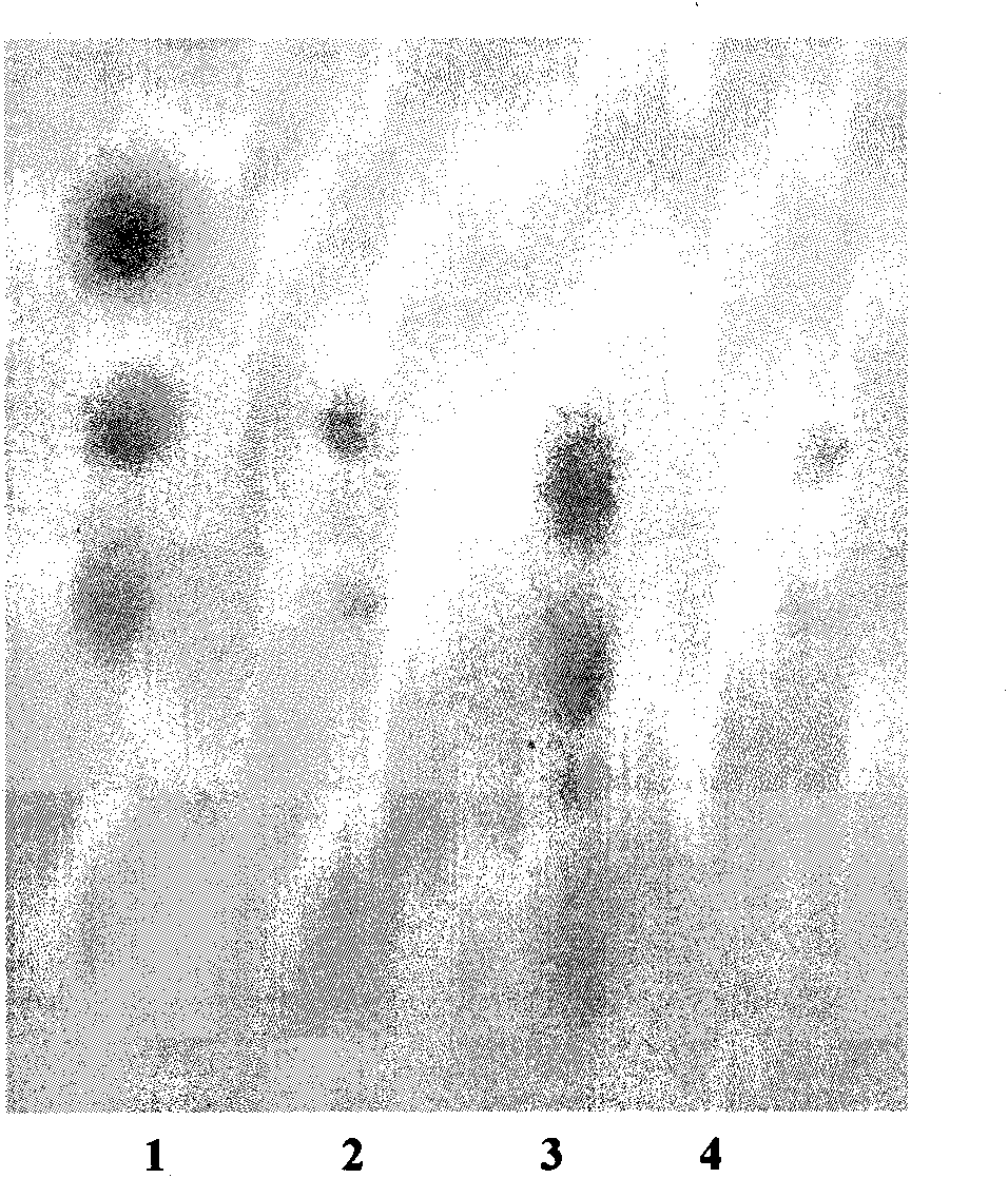 Method for preparing alpha-amylase by high-temperature laceyella sacchari RHA1 virus strain and purification method thereof