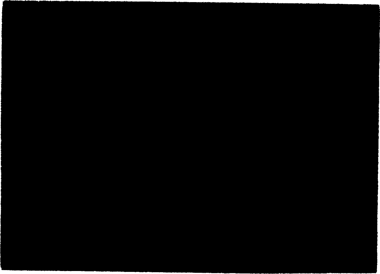 European verbena herb extract, and preparing process and use thereof