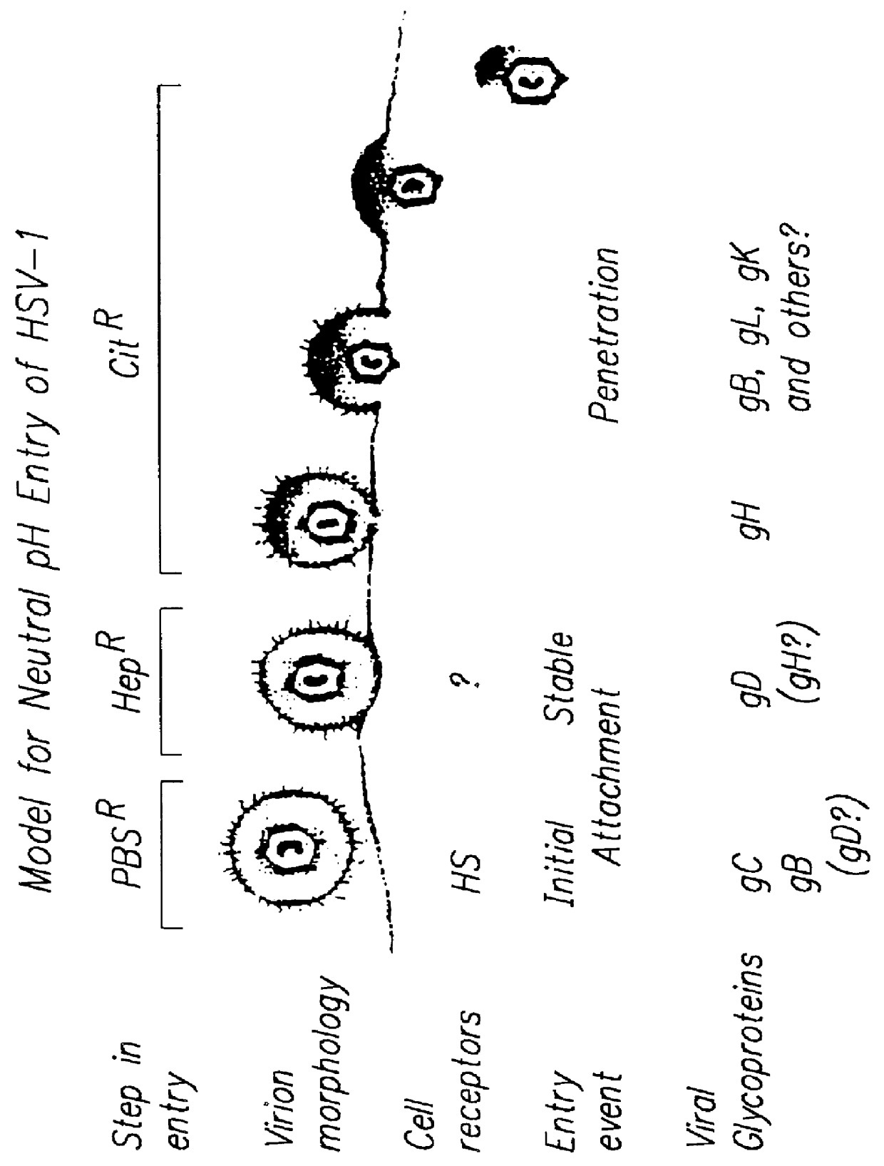 Compositions and methods for identifying and testing therapeutics against HSV infection