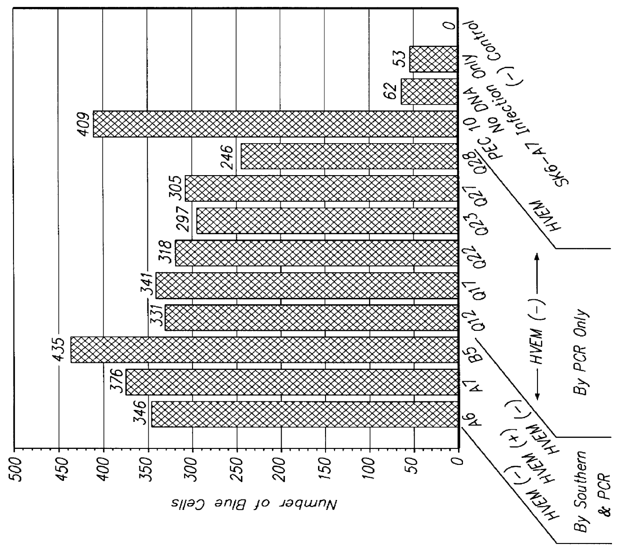 Compositions and methods for identifying and testing therapeutics against HSV infection