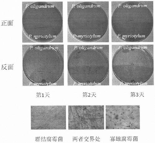 Biocontrol pythium oligandrum and application