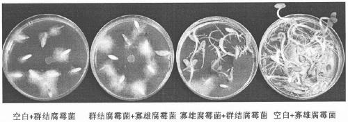 Biocontrol pythium oligandrum and application