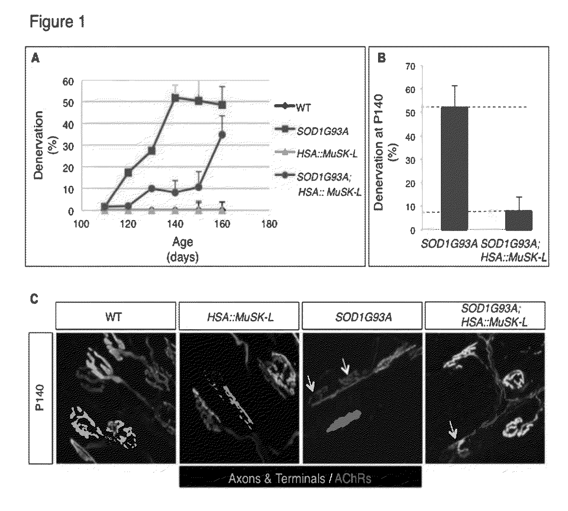 Method of treating motor neuron disease with an antibody that agonizes MuSK