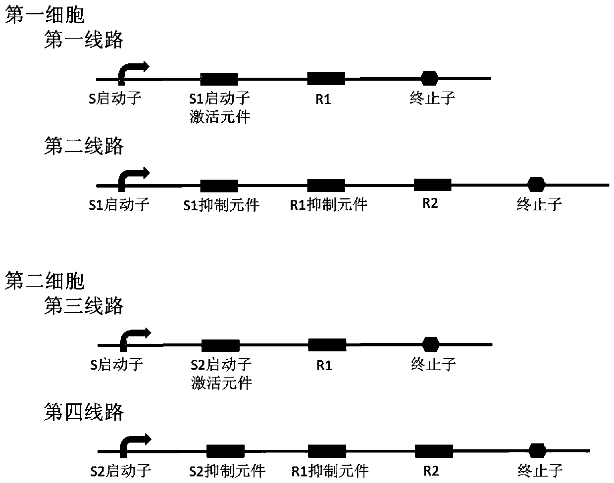 Bacterial cell computing component indicating the priority of signals under different accompanying signals