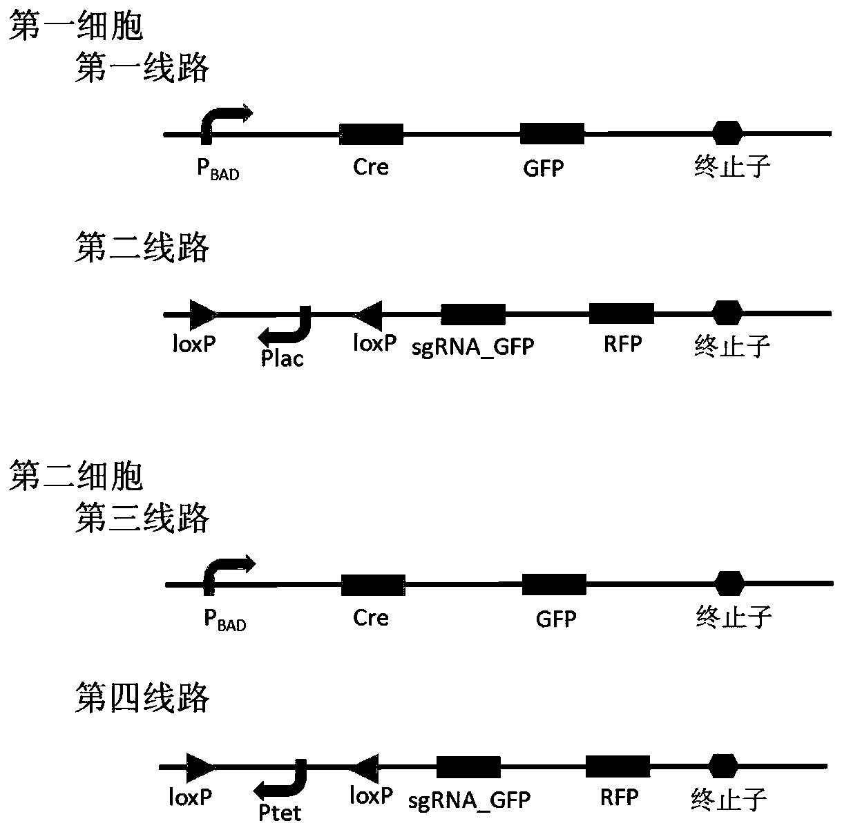 Bacterial cell computing component indicating the priority of signals under different accompanying signals