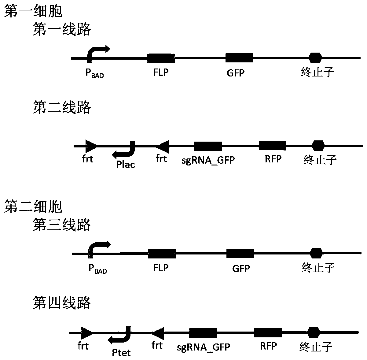 Bacterial cell computing component indicating the priority of signals under different accompanying signals