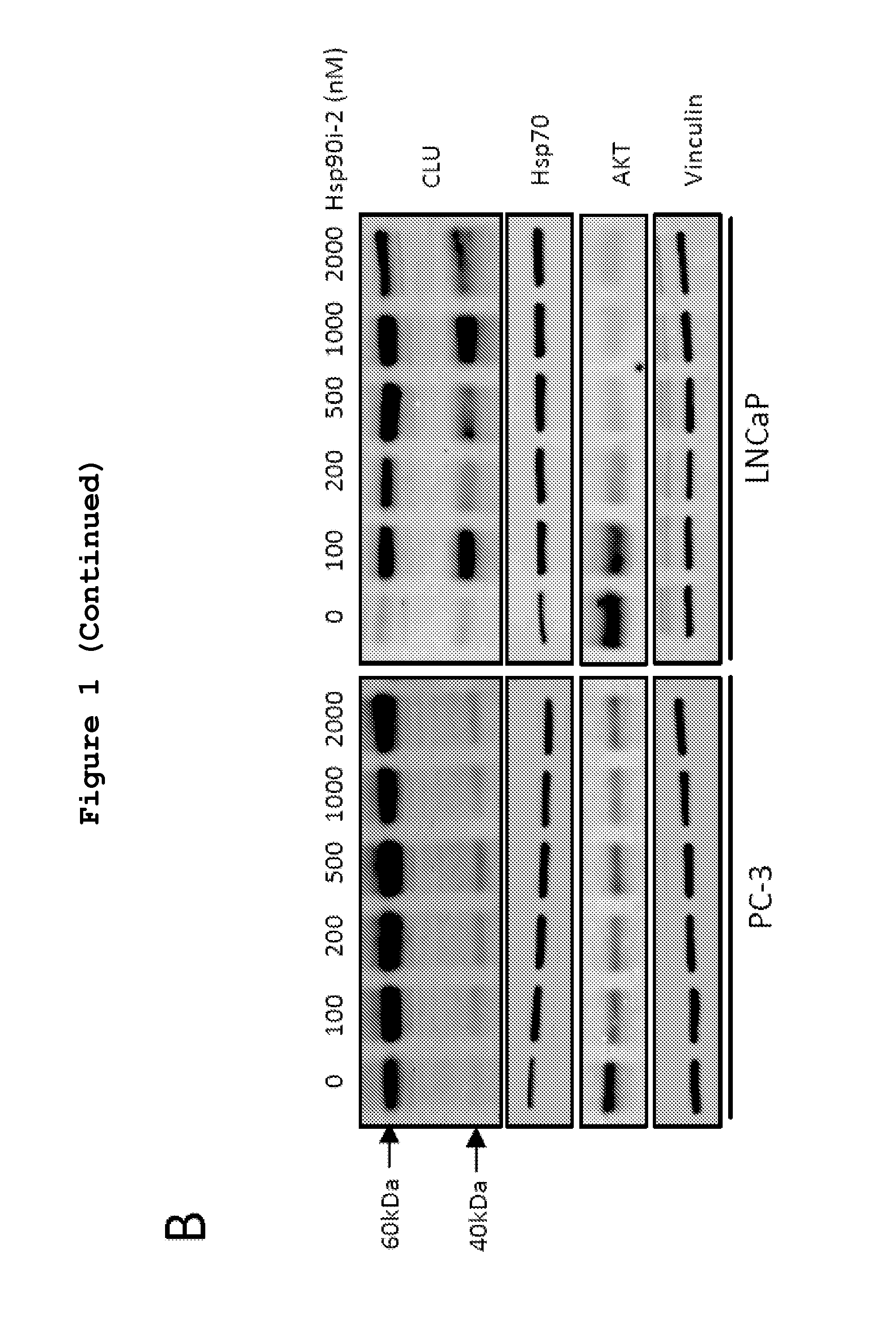 Combination of Anti-clusterin oligonucleotide with hsp90 inhibitor for the treatment of prostate cancer