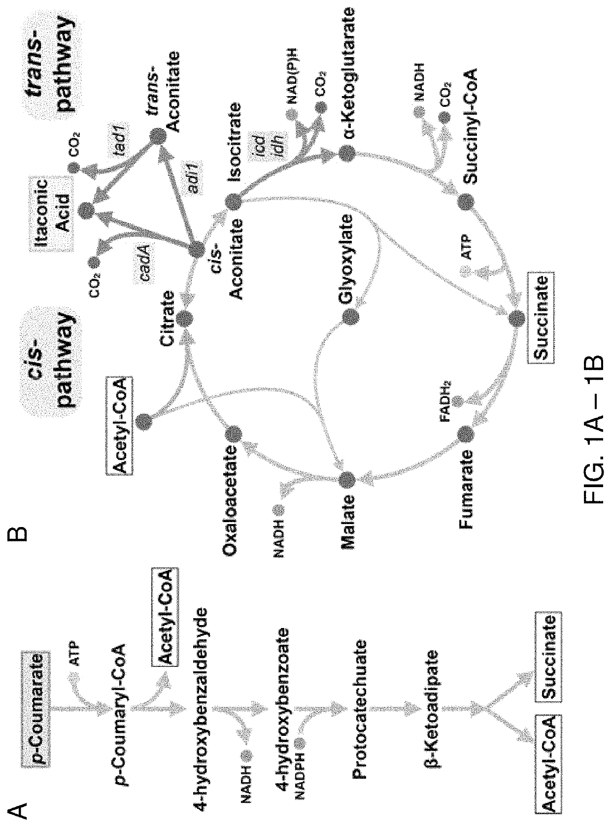 Production of itaconic acid and related molecules from aromatic compounds