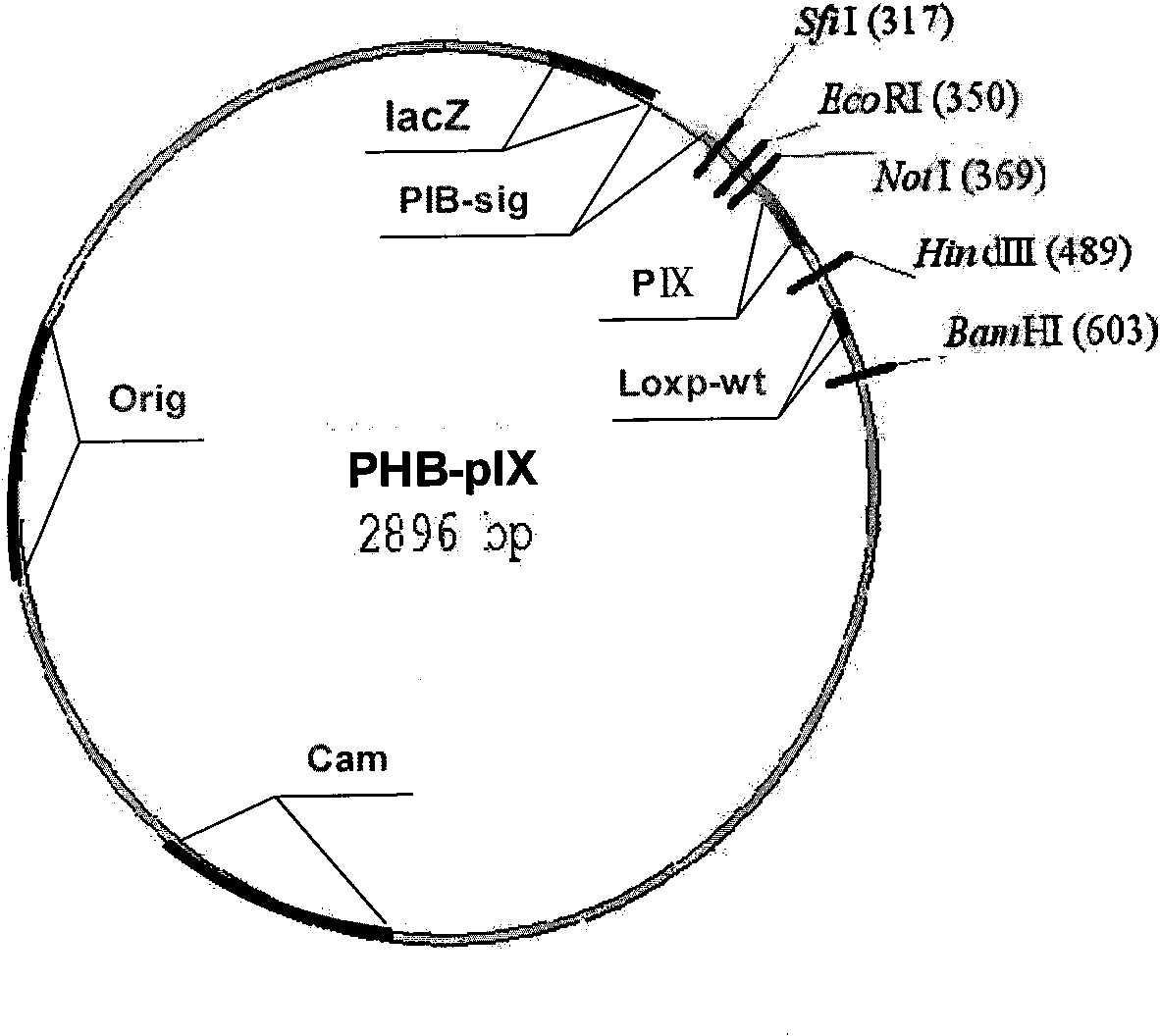 Method for connecting DNA molecule fragment with carrier and application thereof in construction of high-capacity antibody library