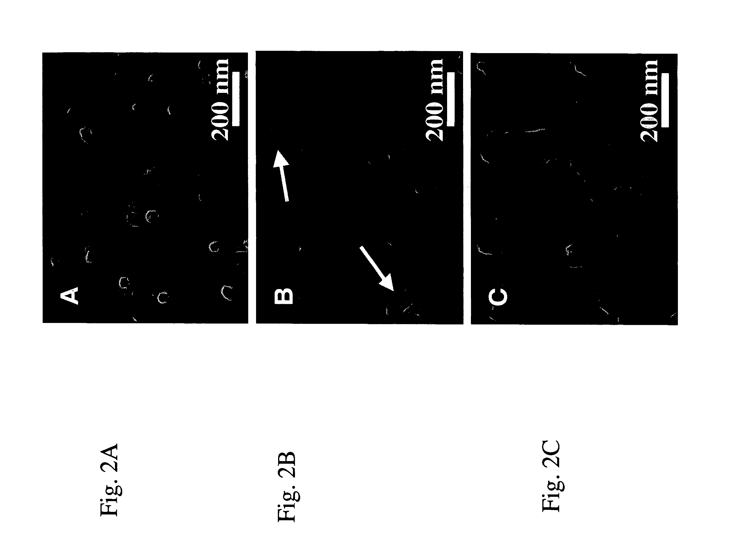 Aligned and open-ended nanotube structure and method for making the same