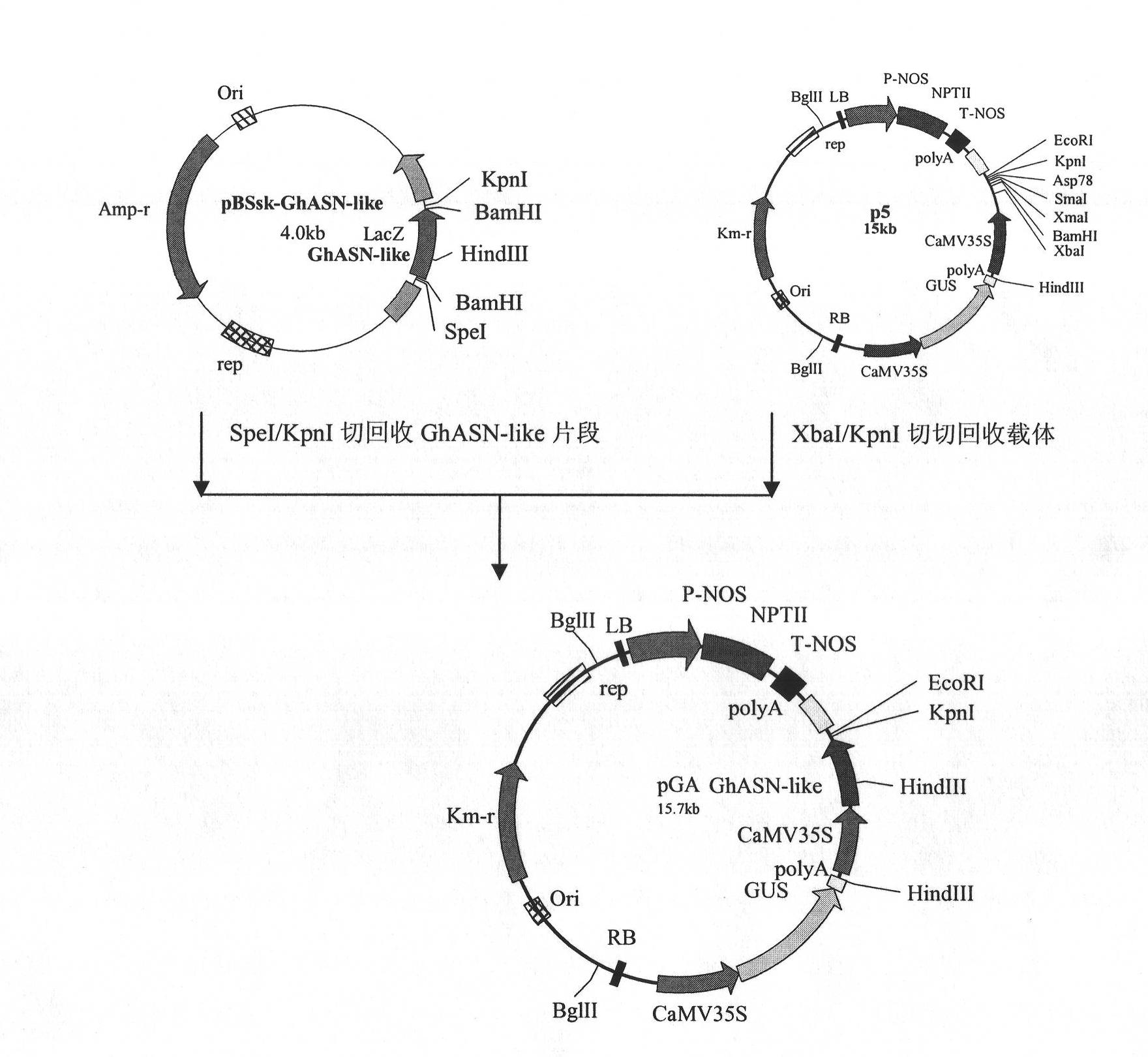 GhASN-like gene, expression vector and its application in raising cotton output