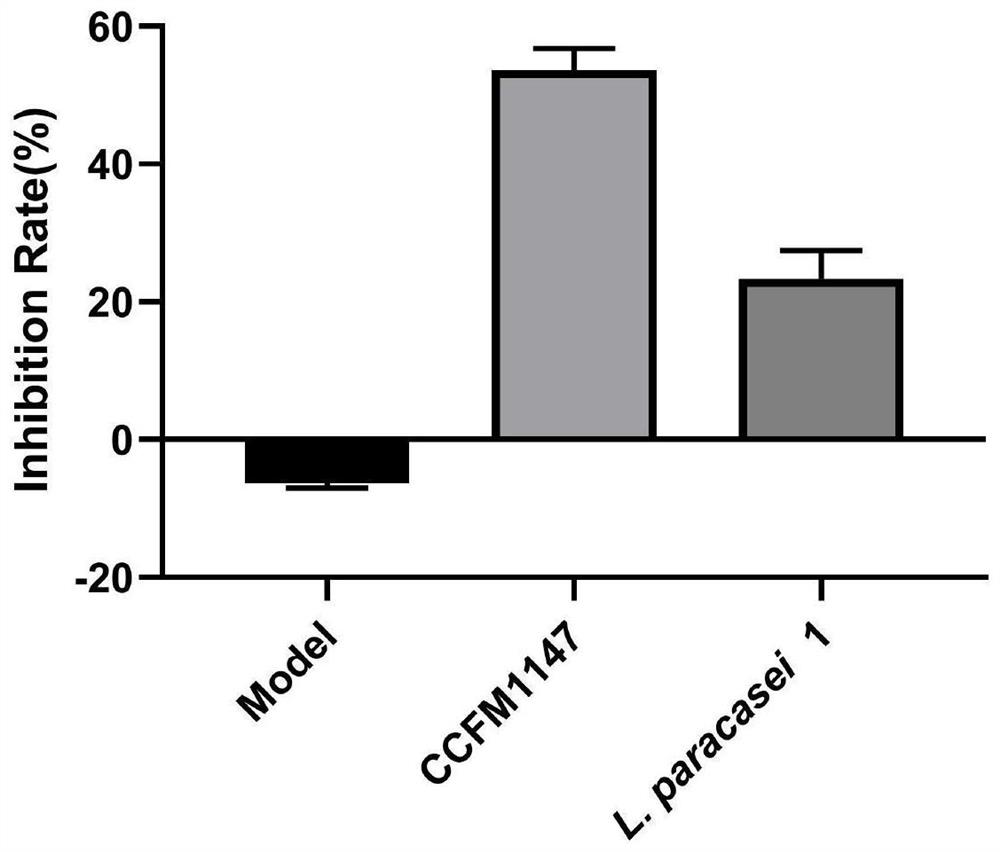 A strain of Lactobacillus paracasei that can inhibit the abnormal proliferation of hacat cells