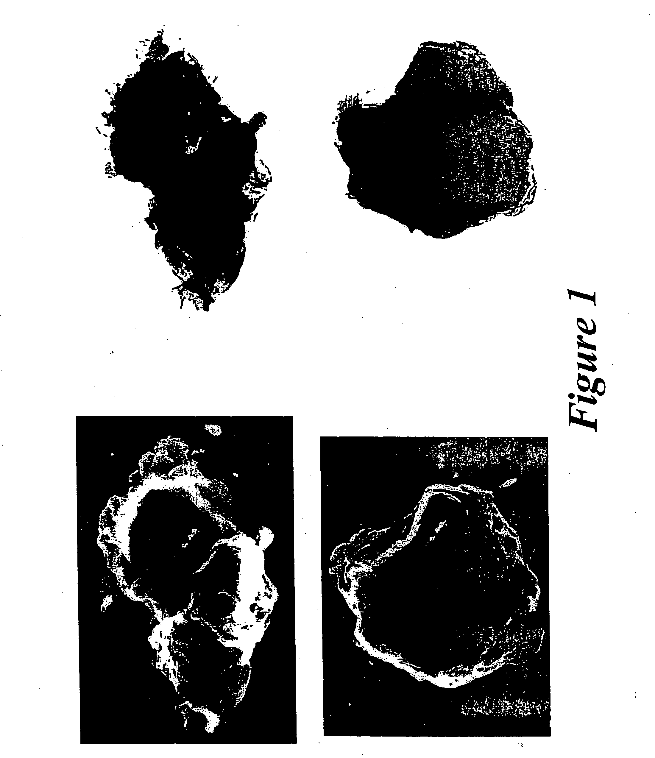 Novel hydrotalcites, syntheses, and uses