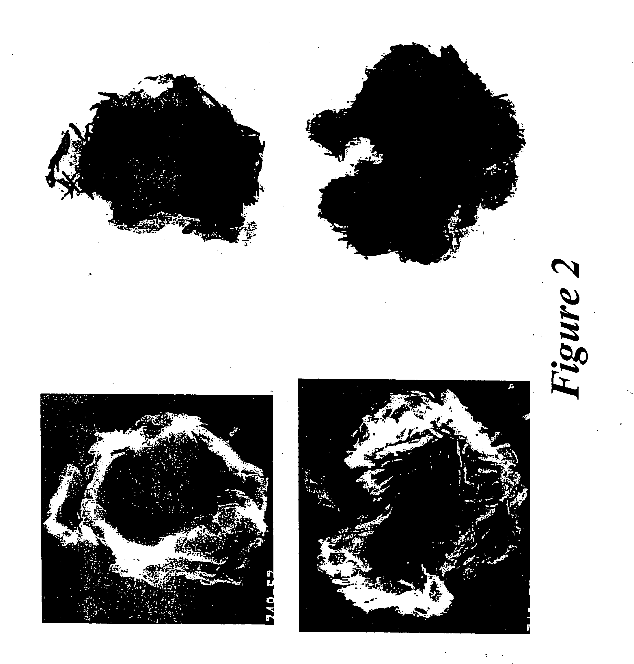 Novel hydrotalcites, syntheses, and uses