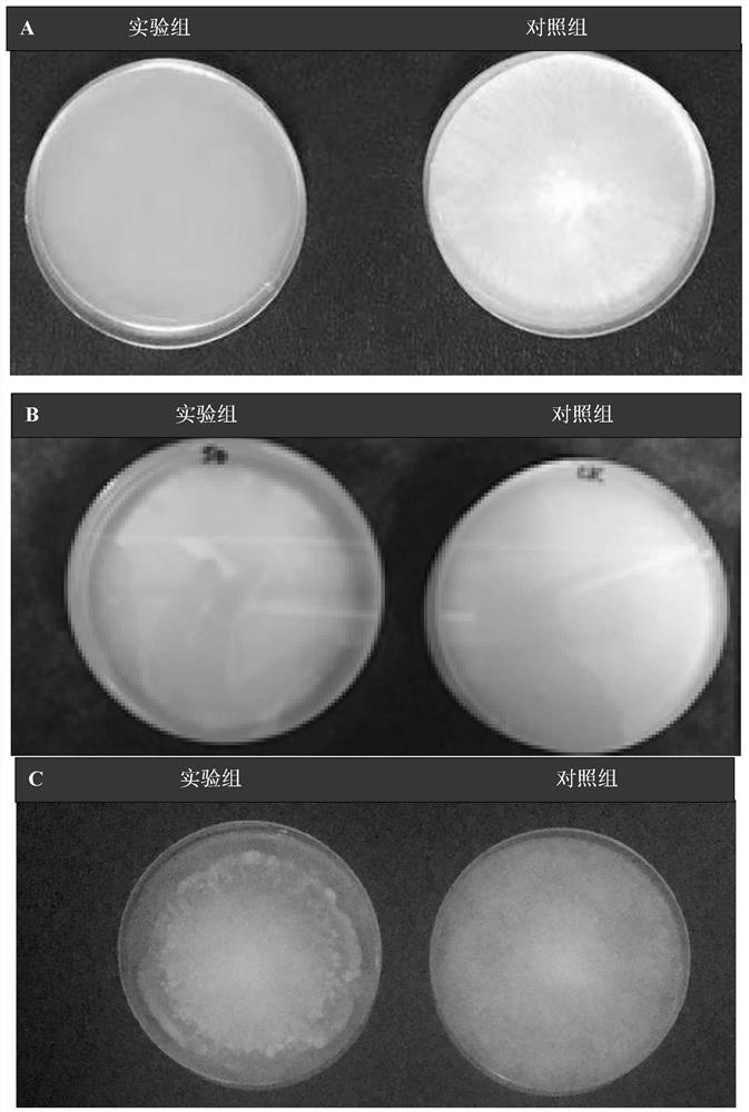 Ralstonia piteri ez-50, its metabolites and its application