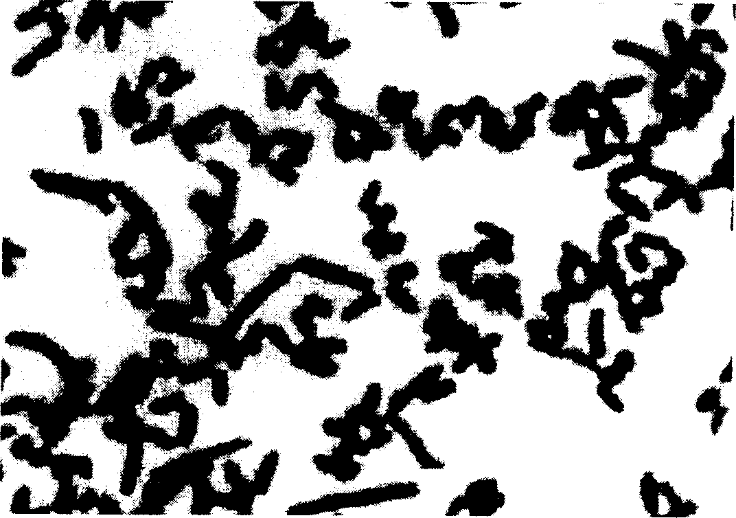 High efficiency nitrogen circulating bacteria artificial screening and application in aquatic state sepairing and water treatment