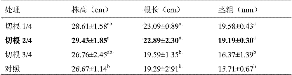 Efficient and standard cultivation technology and storage method for celery