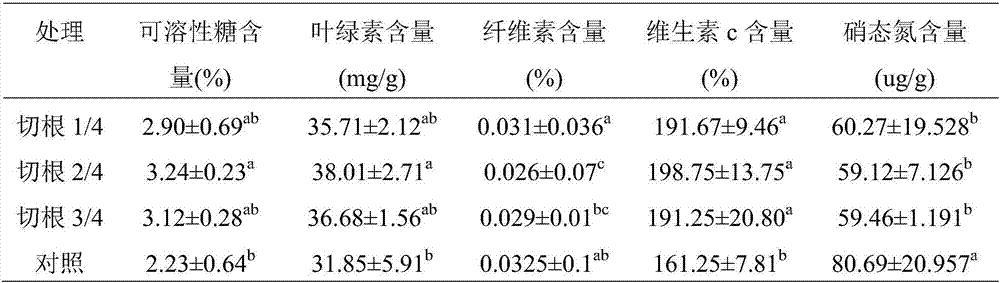 Efficient and standard cultivation technology and storage method for celery