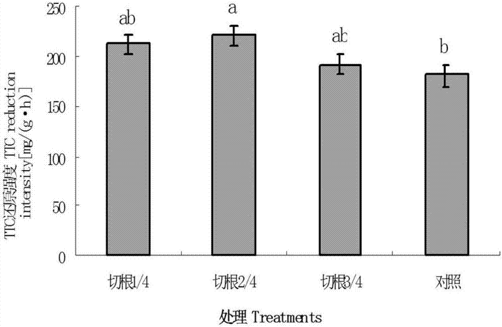 Efficient and standard cultivation technology and storage method for celery