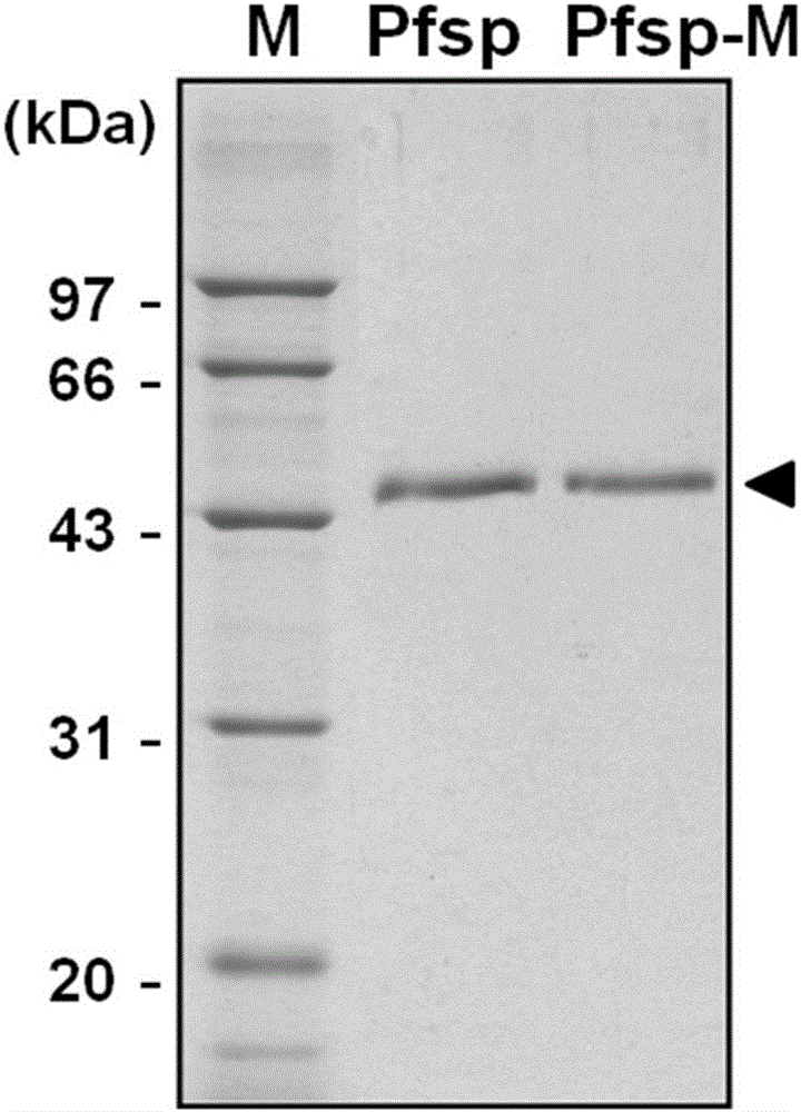 Protease with improved high-temperature activity and thermal stability as well as preparation method and applications of protease