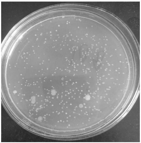 Klebsiella sp. strain, pyridine biodegradation agent as well as preparation method and application of pyridine biodegradation agent