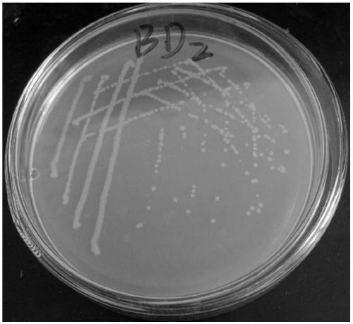 Klebsiella sp. strain, pyridine biodegradation agent as well as preparation method and application of pyridine biodegradation agent