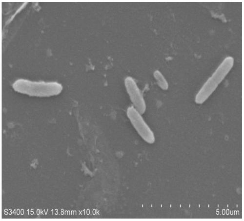 Klebsiella sp. strain, pyridine biodegradation agent as well as preparation method and application of pyridine biodegradation agent