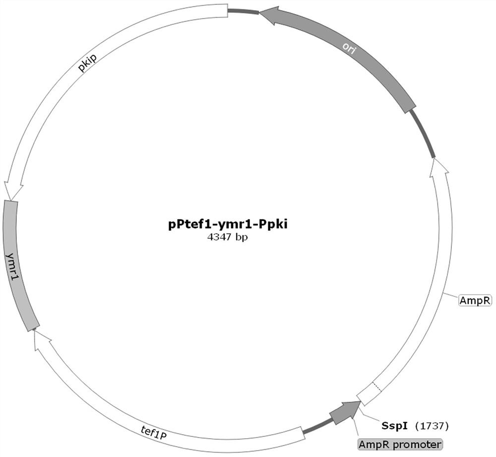 Method for improving cellulase expression of trichoderma reesei by interfering phosphatase gene