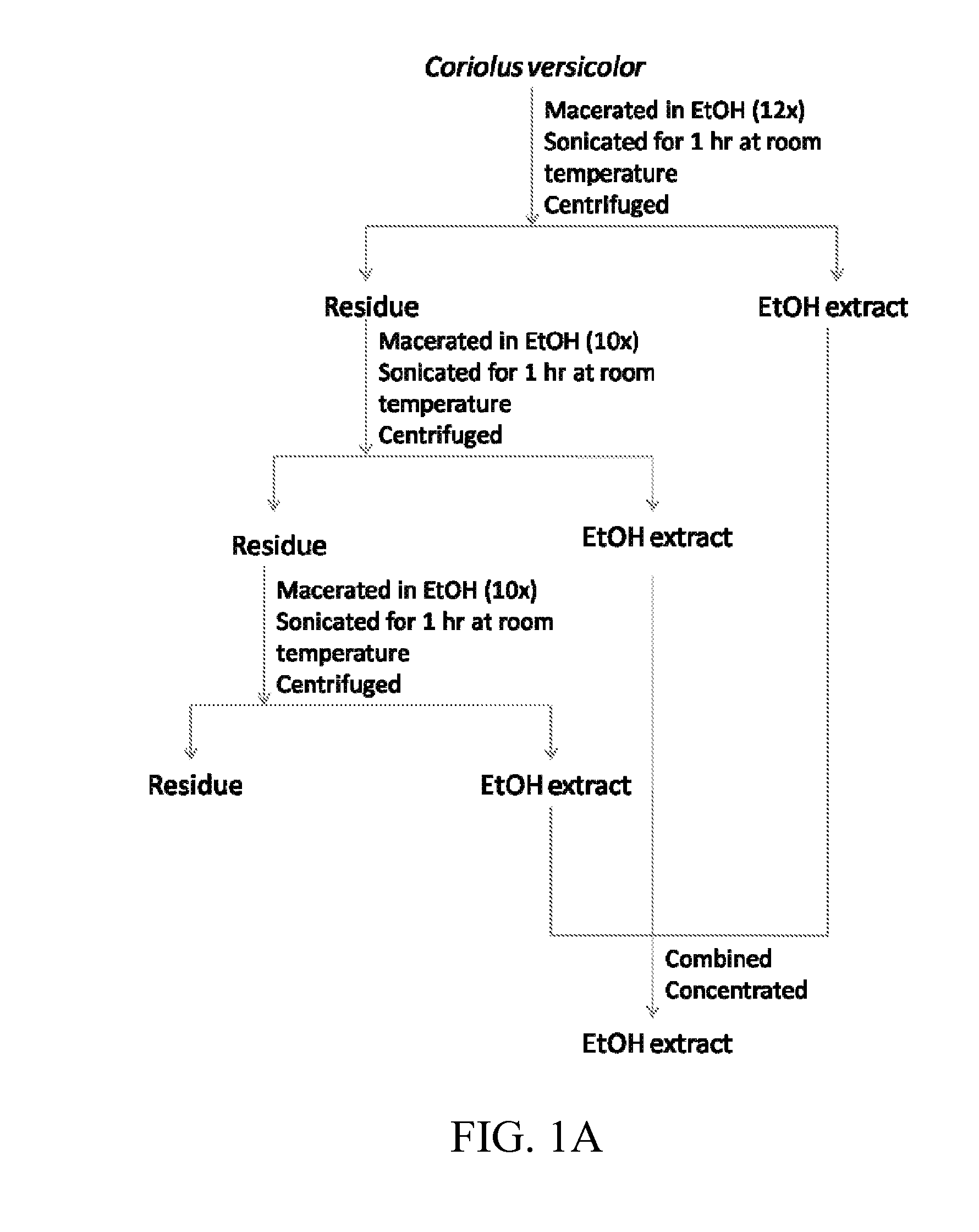 Coriolus versicolor extracts, methods of preparation and uses thereof