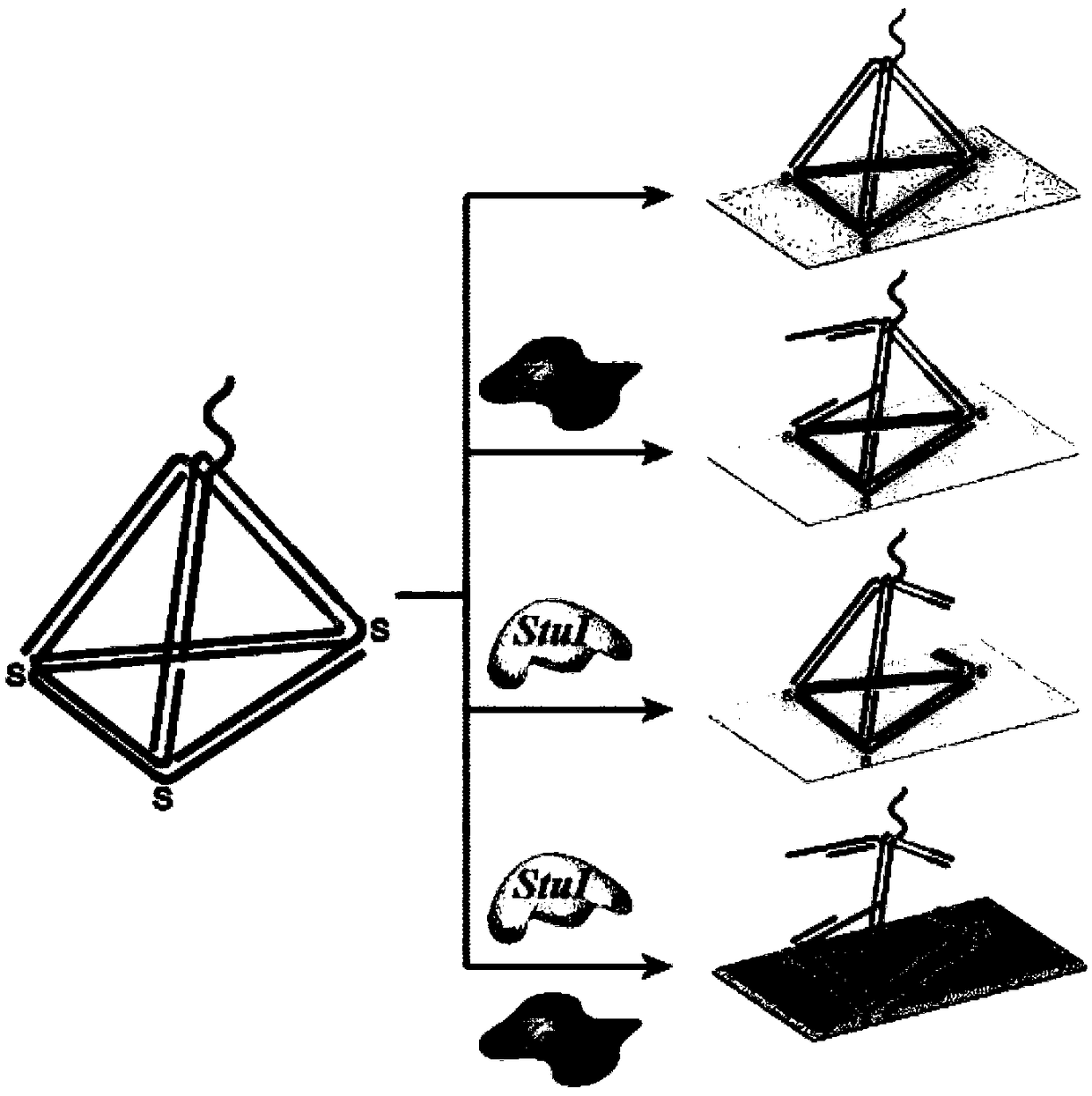 Construction method and application of single-particle biological probe