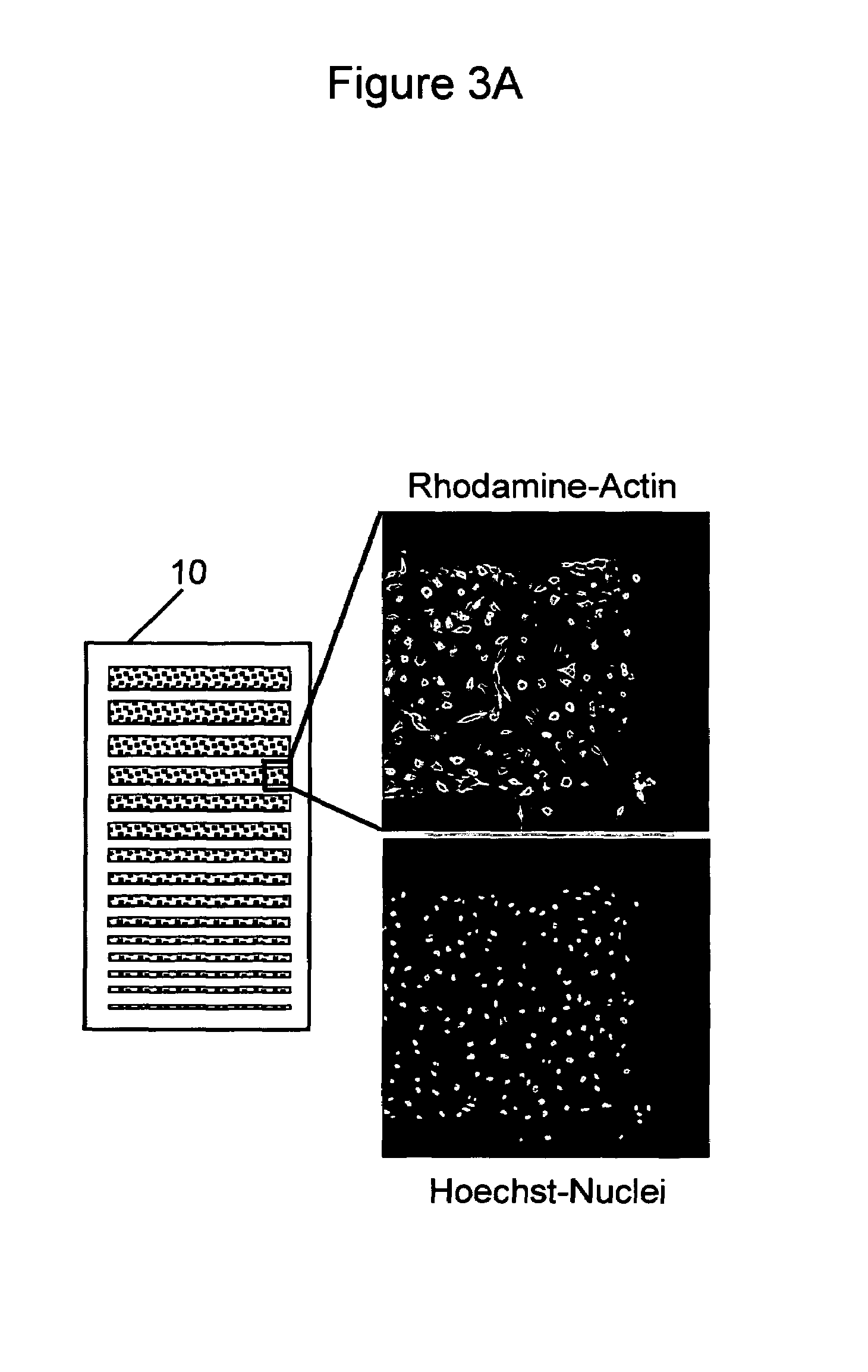 Miniaturized cell array methods and apparatus for cell-based screening