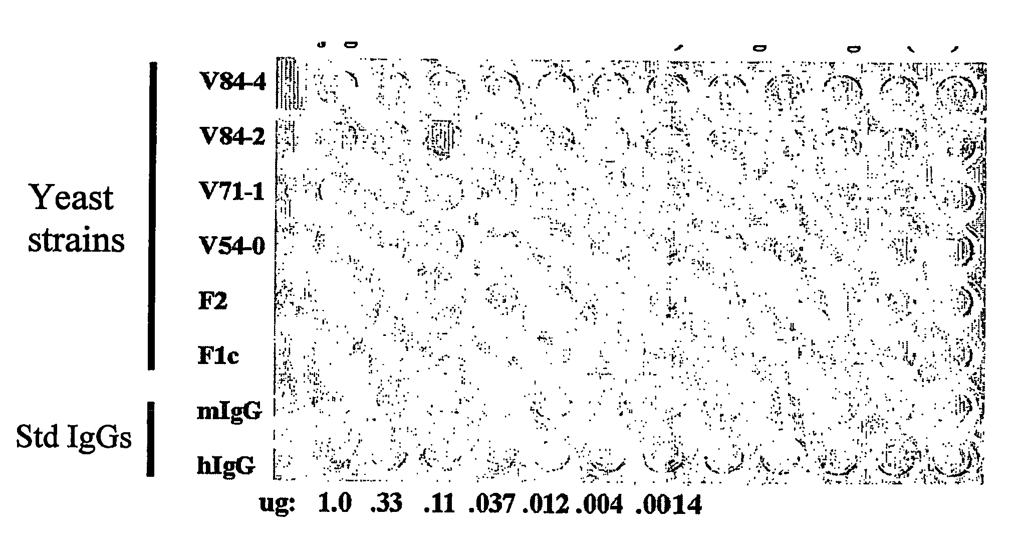 Methods of Synthesizing Heteromultimeric Polypeptides in Yeast Using a Haploid Mating Strategy