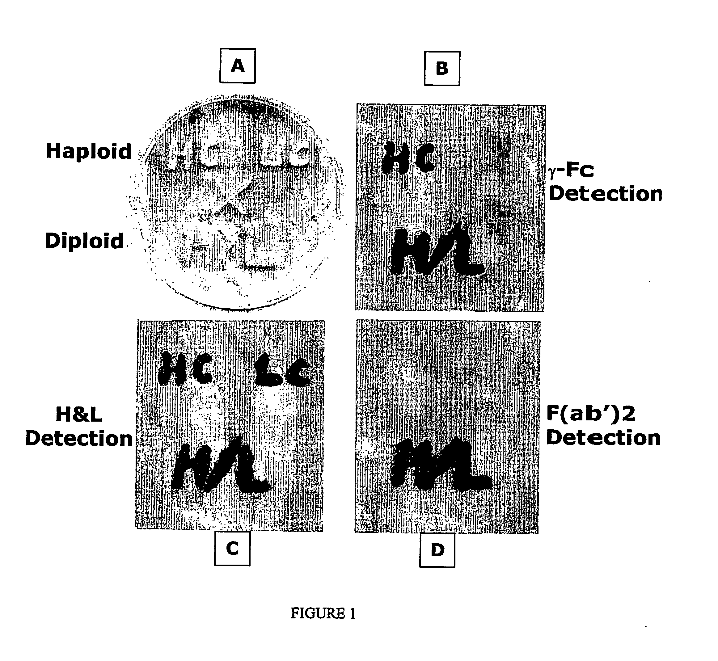 Methods of Synthesizing Heteromultimeric Polypeptides in Yeast Using a Haploid Mating Strategy