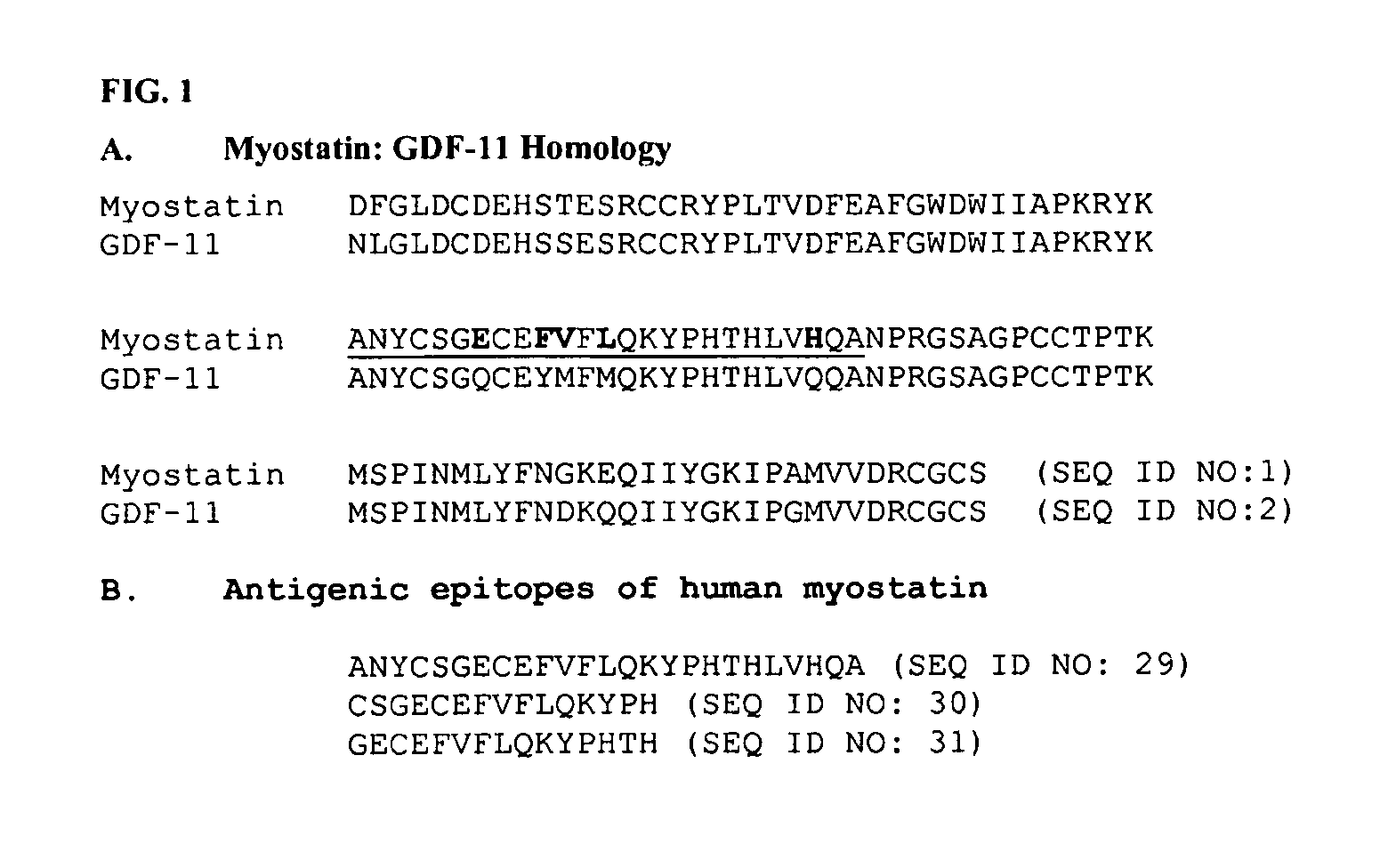 Anti-myostatin antibodies